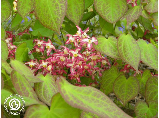 Epimedium × rubrum